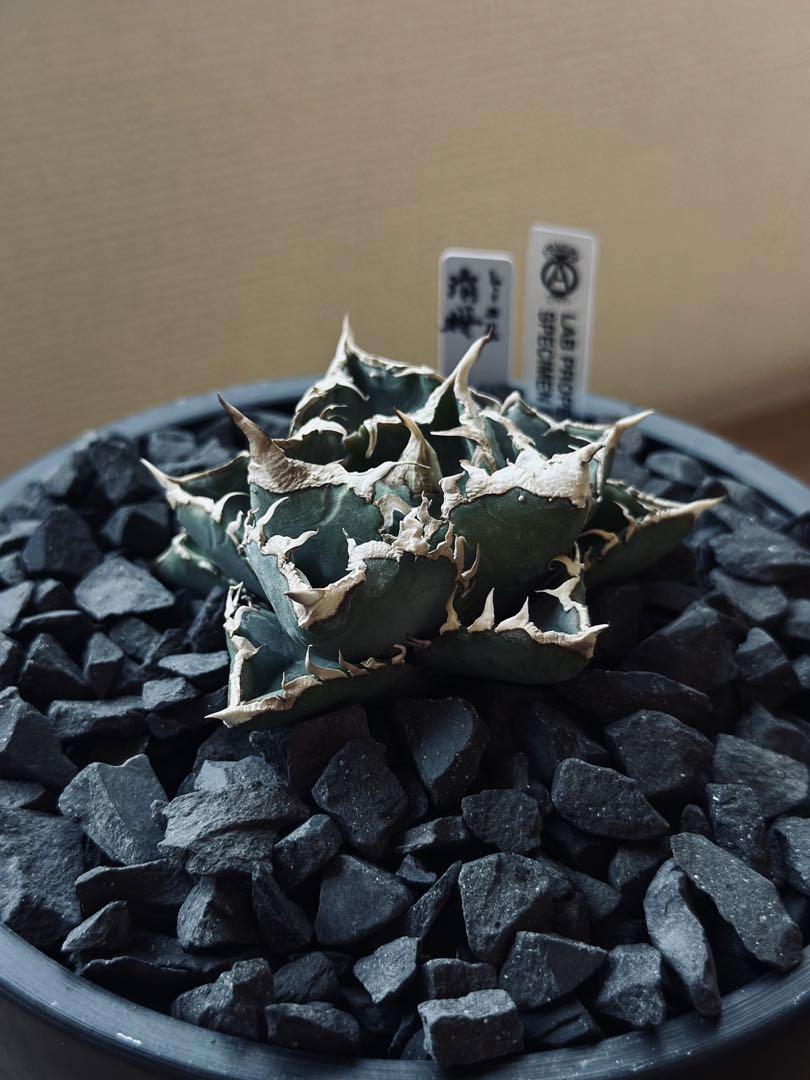 アガベ　清櫻　子株