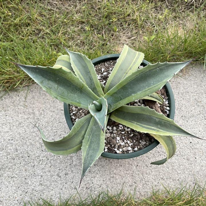 多肉植物アガベ　オバティフォリア　オルカocカット株 多肉植物アガベ オバティフォリア オルカocカット株 アガベ