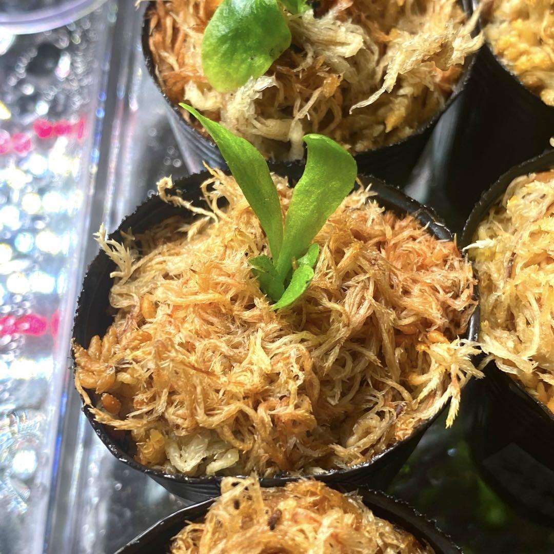 Blue diamond、DragonClawなどビカクシダ胞子培養株お得12種