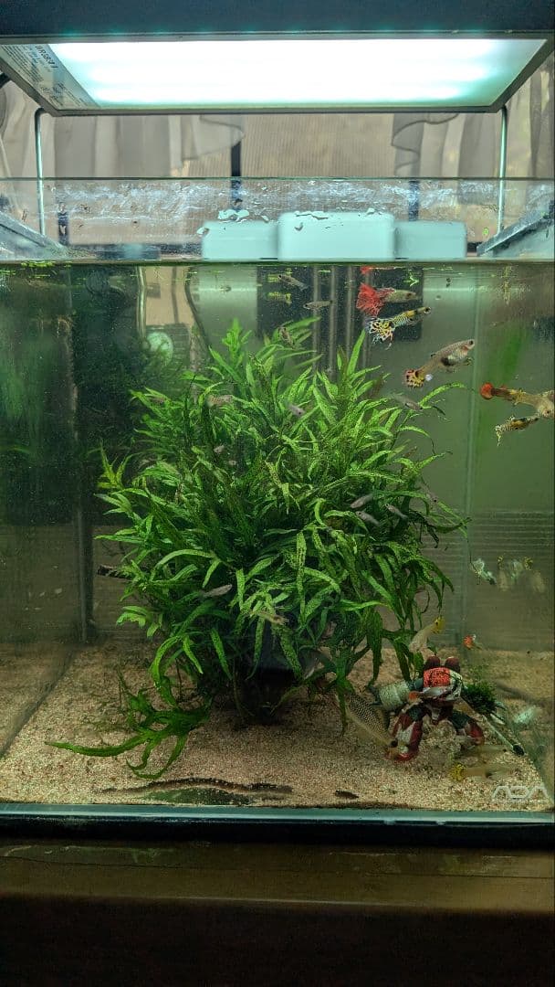 希少ミクロソリウムsp.サラワクカピットウエスト6株200葉以上大株自然活着流木