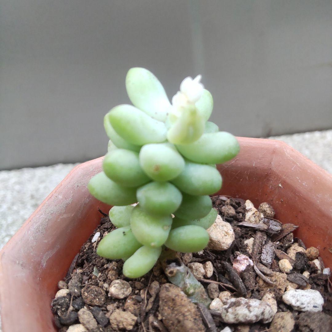 多肉植物 ビアホップ雪花玉錦16 - メルカリ