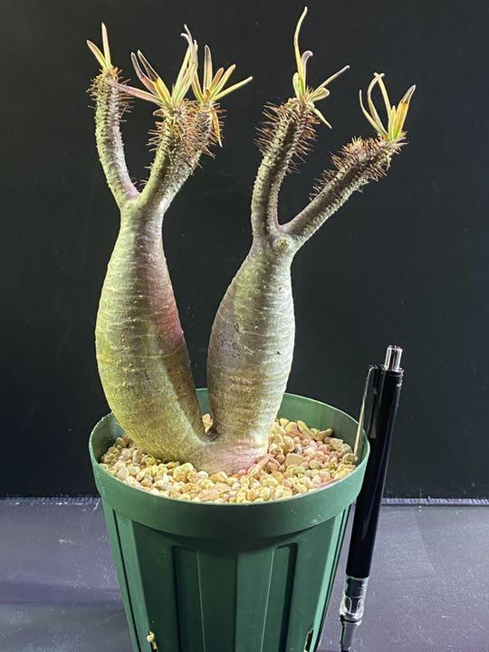 新入荷 パキポディウム・グラキリス 発根済み ダブルヘッド 二頭 ...