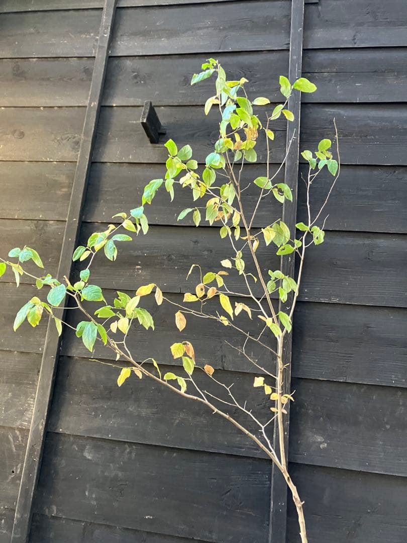 500 山採り ヤマコウバシ 500 山採り ヤマコウバシ