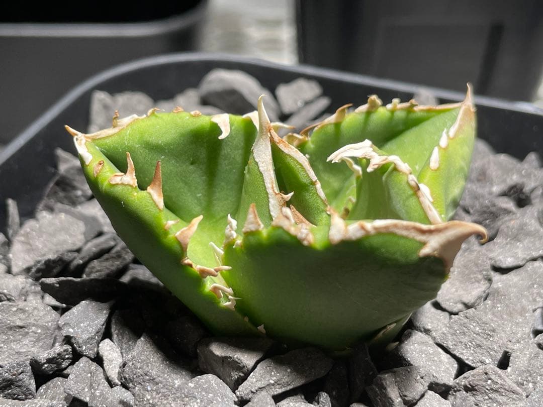 アガベ チタノタ 追星 / COK CG01 Agave Titanota