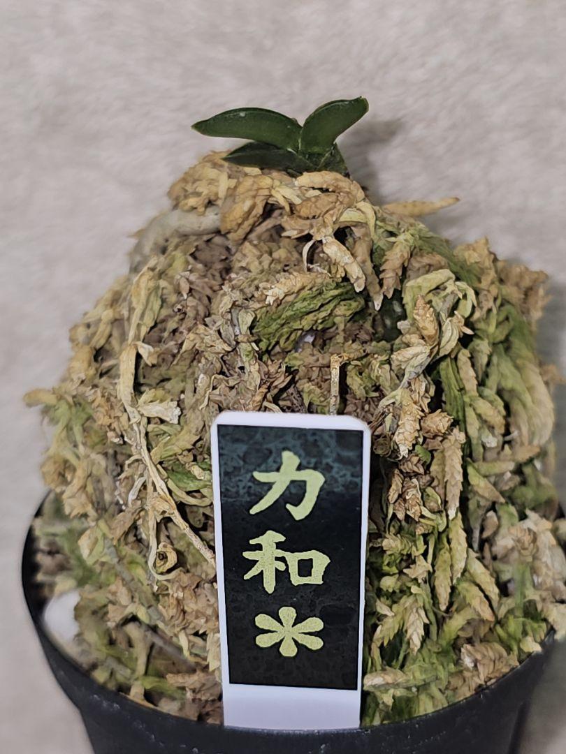 富貴蘭力和