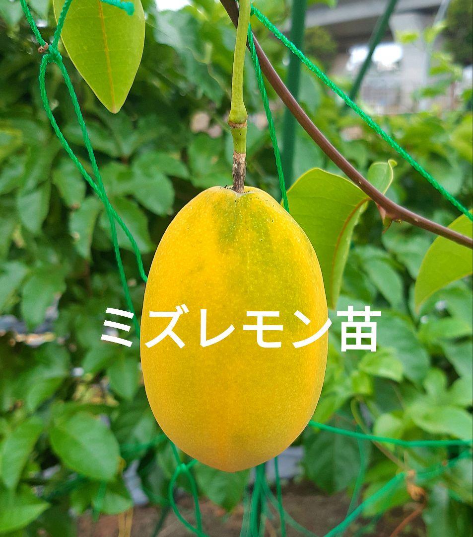 あきこ様 リクエスト 3点 まとめ商品