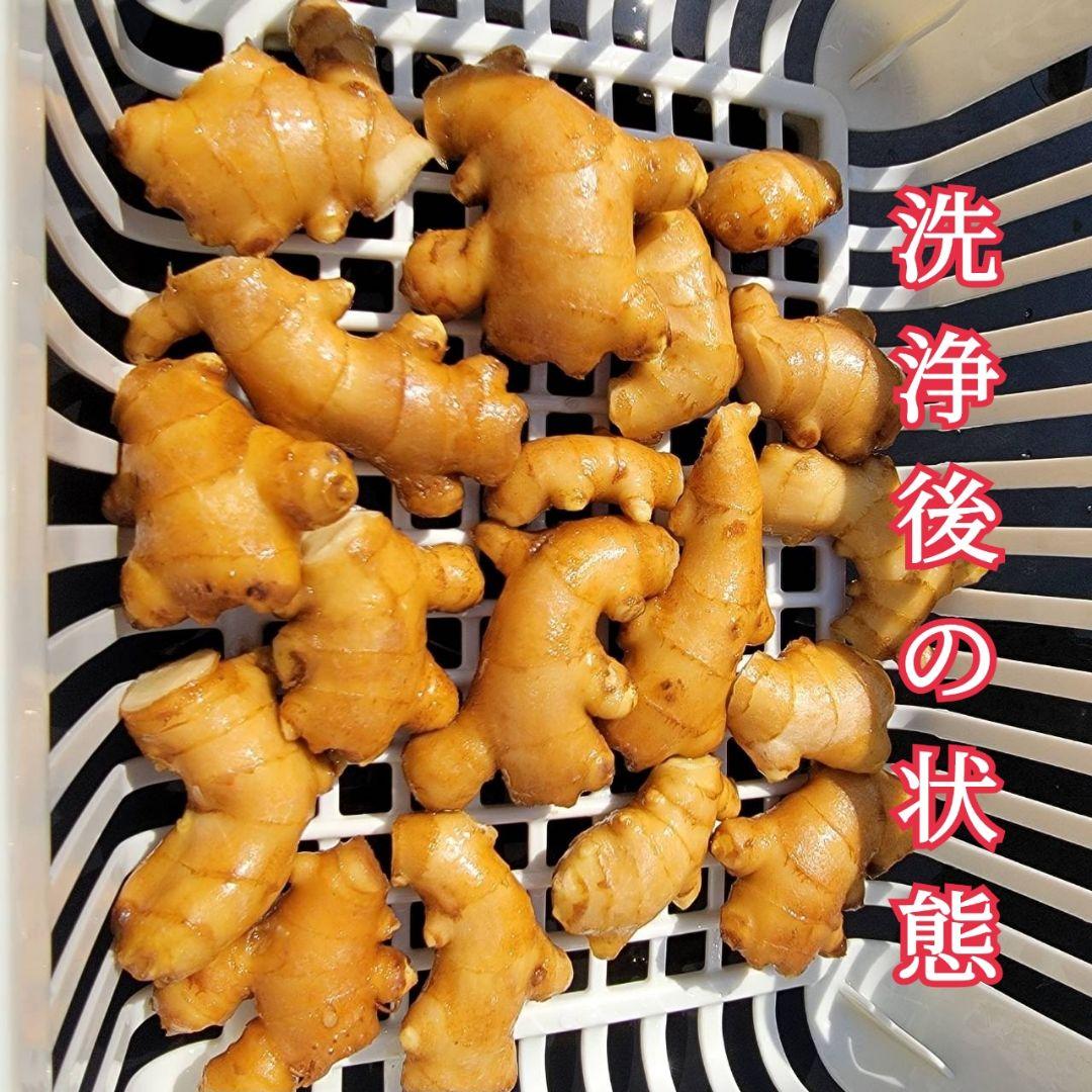 【6kg】囲生姜　洗い