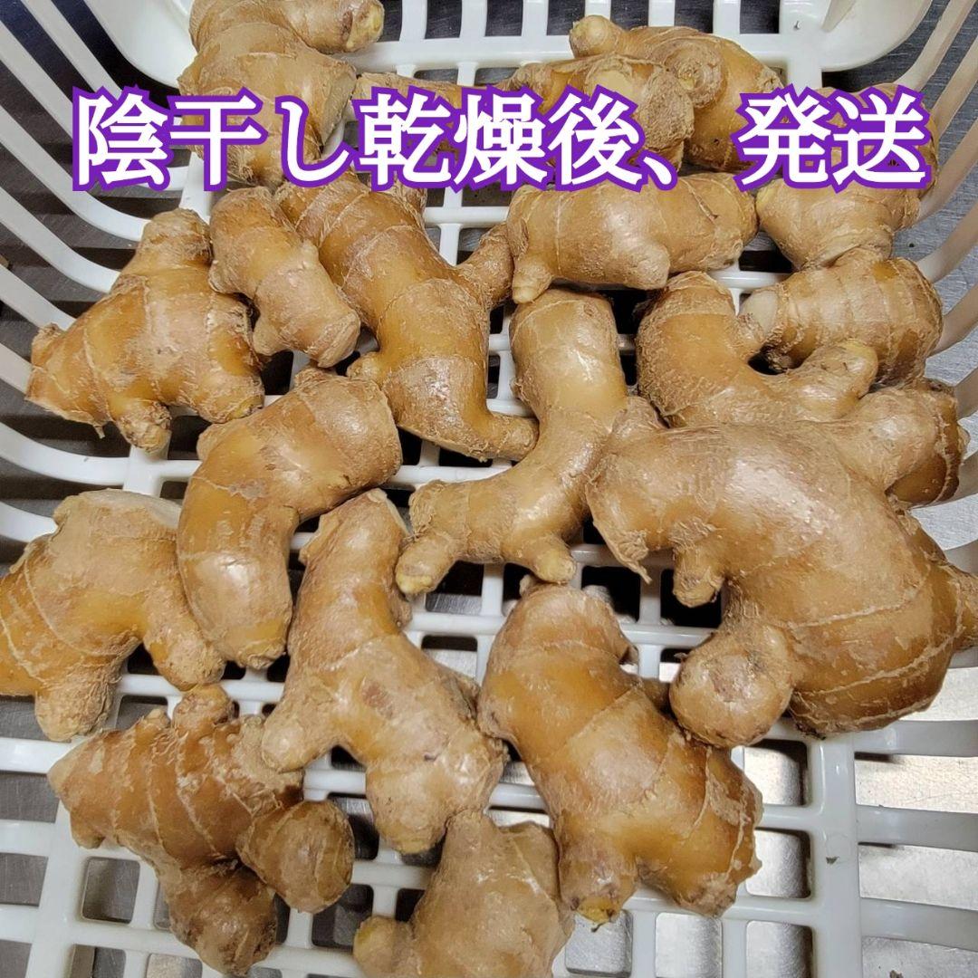 【6kg】囲生姜　洗い