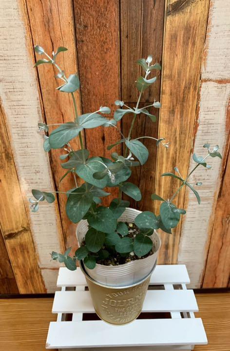 メルカリ ユーカリ グニー 苗b 植物 観葉植物 1 000 中古や未使用のフリマ メルカリ ユーカリ グニー 苗b 植物 観葉植物 1 000 中古や未使用のフリマ