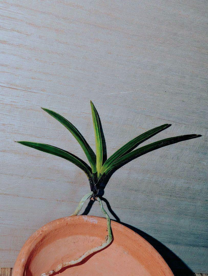富貴蘭　金牡丹
