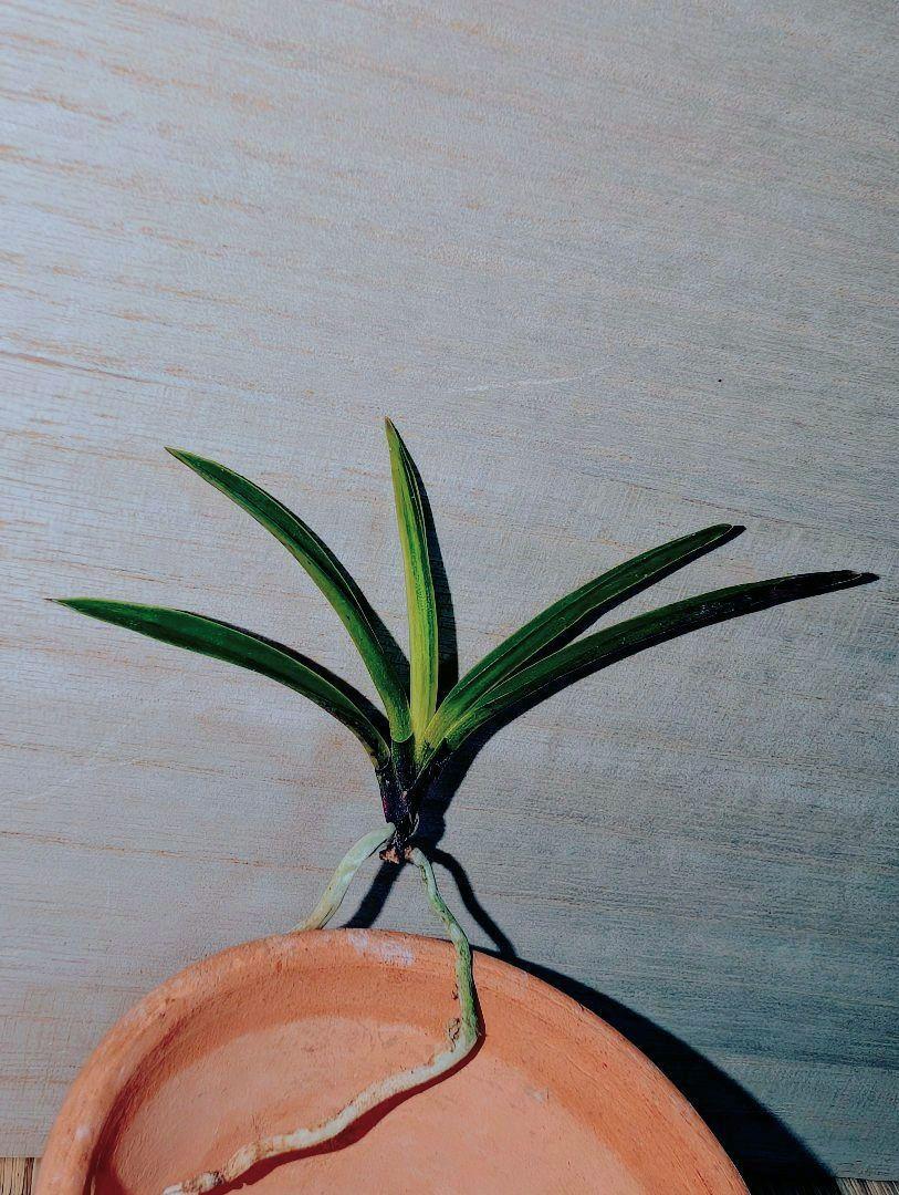 富貴蘭　金牡丹