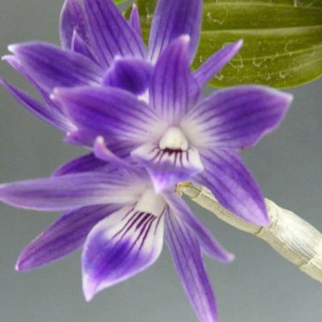 ブルー系 原種デンドロビウム Den. Victoriae-reginae