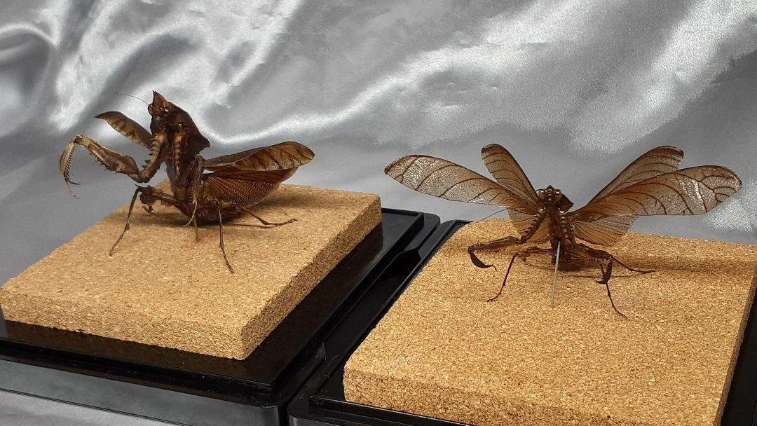 マオウカレハカマキリ雄立体標本魔王枯葉