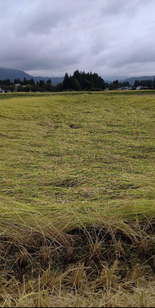令和6年 福島県喜多方産 コシヒカリ玄米20kg