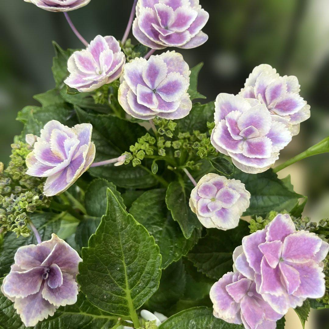 紫陽花 きらきら星 5寸鉢ごと 苗 植物 - メルカリ