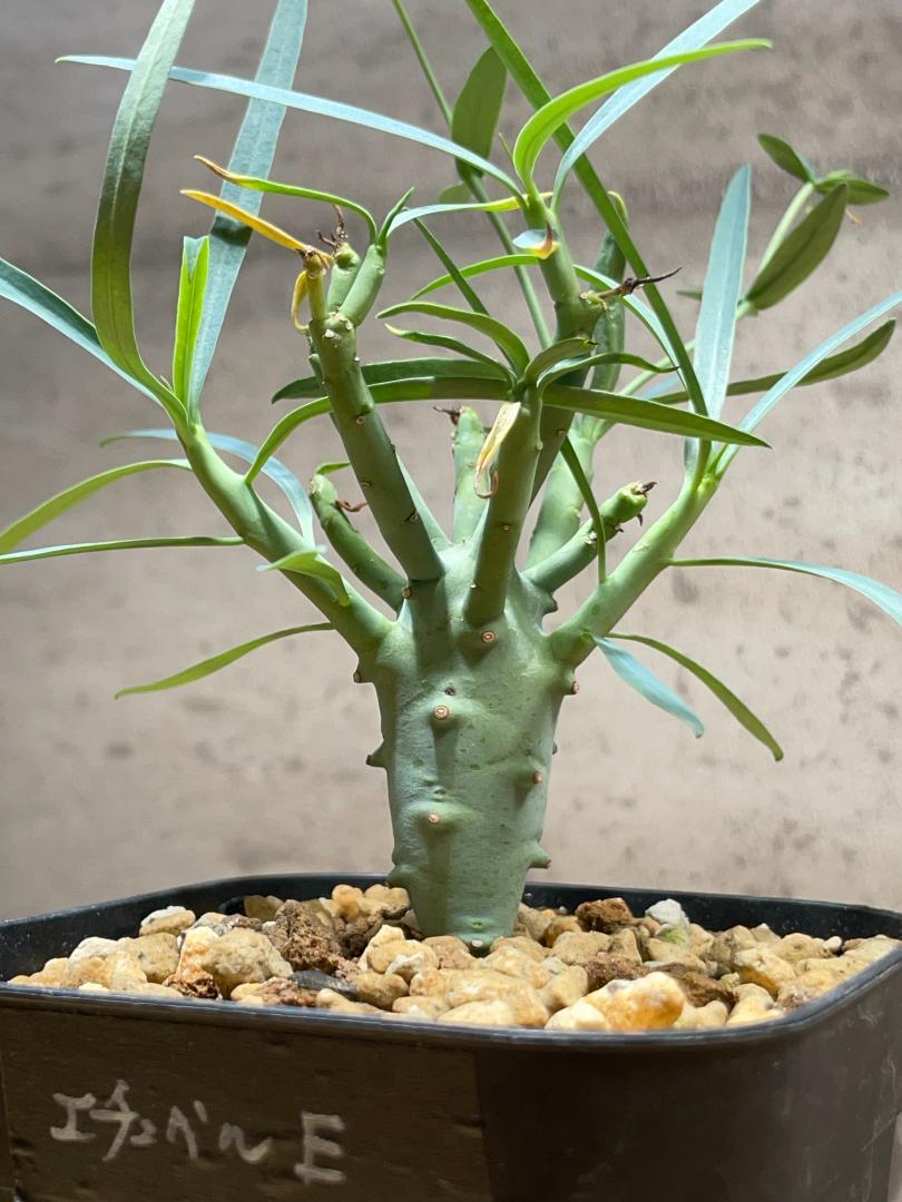 ユーフォルビア エチュベルクローサ 実生 塊根植物 コーデックス