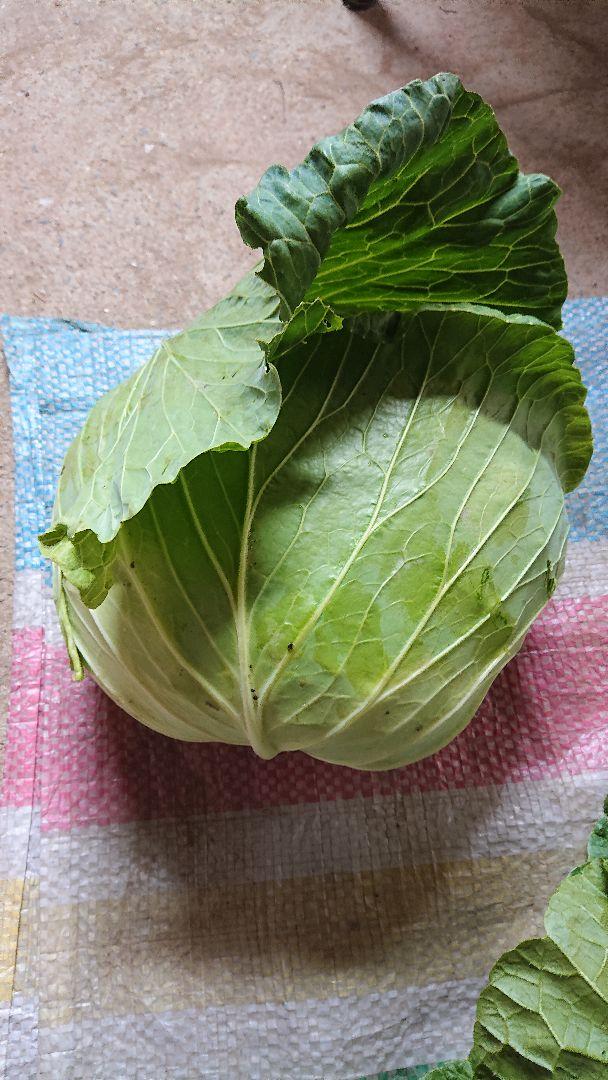 お取り置きのこむぎさま専用ヒノヒカリ10kg、野菜セット、奈良県産、農家直送