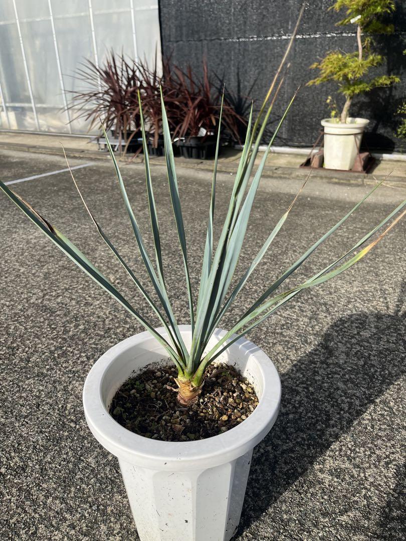 ユッカ　リギダ　　ブルーユッカ