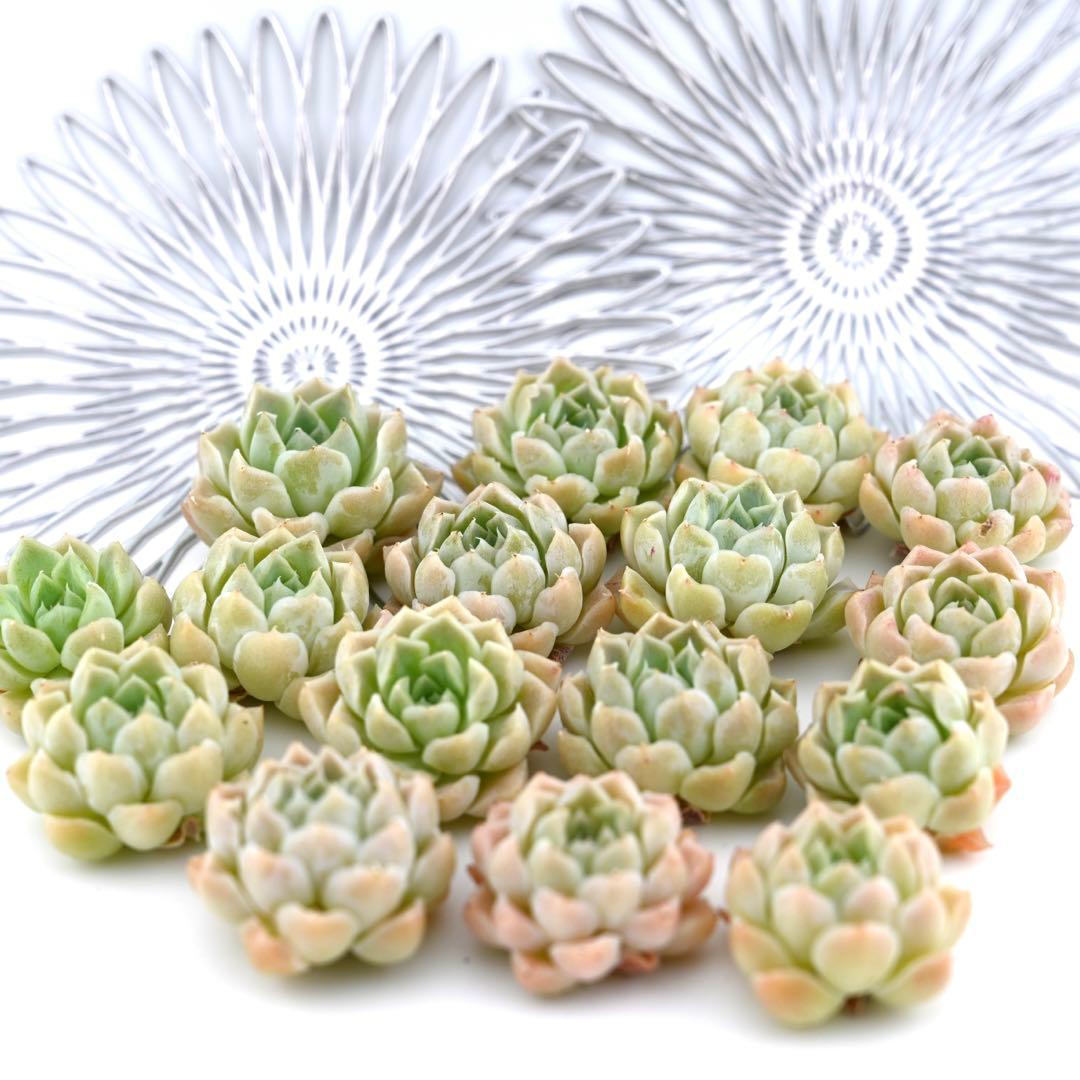 驚きの安さ ピュアボール 多肉植物 超高級レア苗 厳選韓国苗 ガルシア