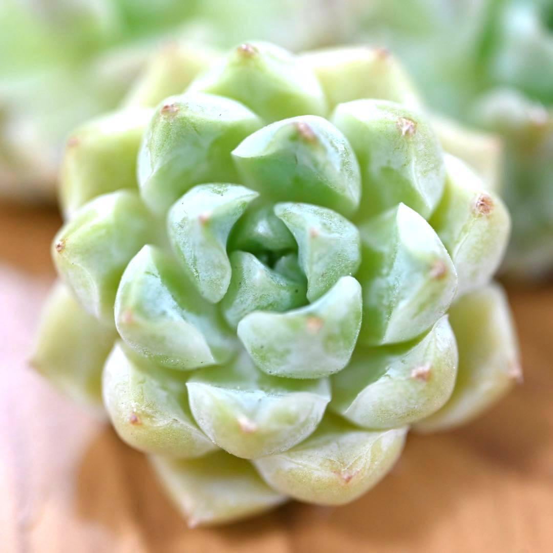 驚きの安さ ピュアボール 多肉植物 超高級レア苗 厳選韓国苗 ガルシア