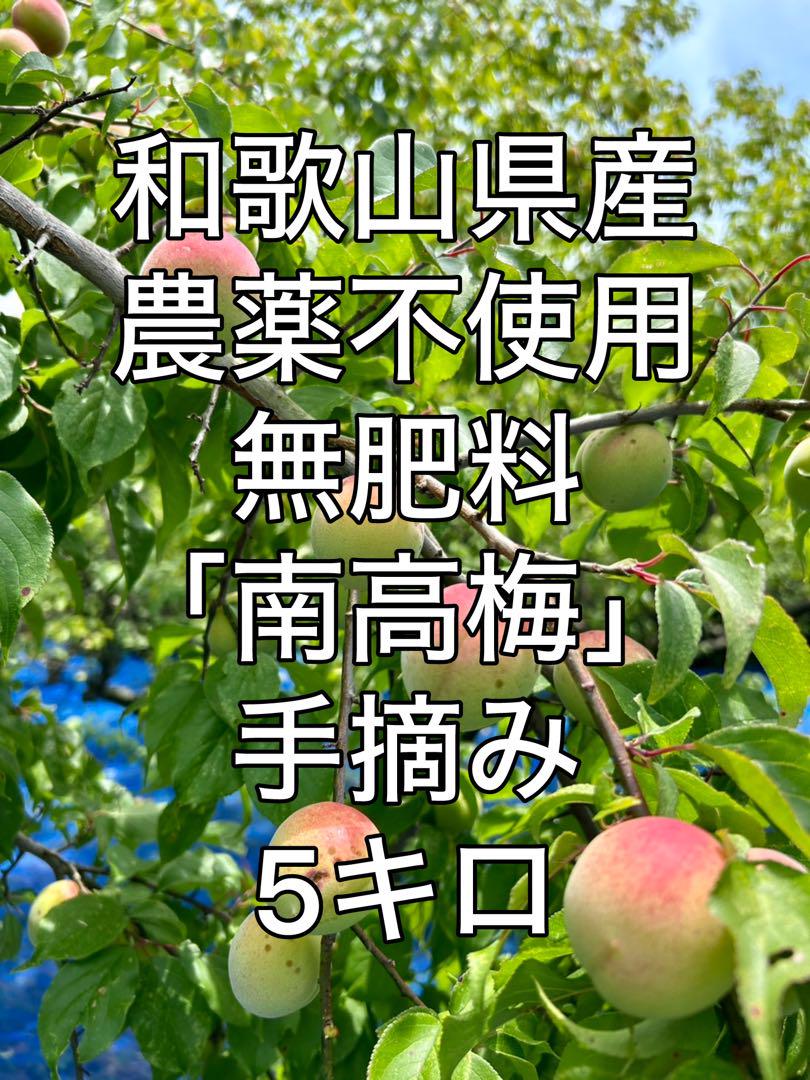 【9】【無肥料農薬不使用紀州南高梅】5kg