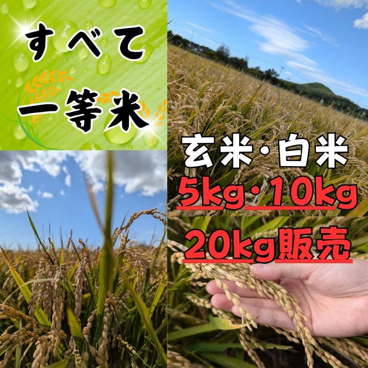 【新米】ほしのゆめ 玄米20kg【北海道】9/18~19発送予定