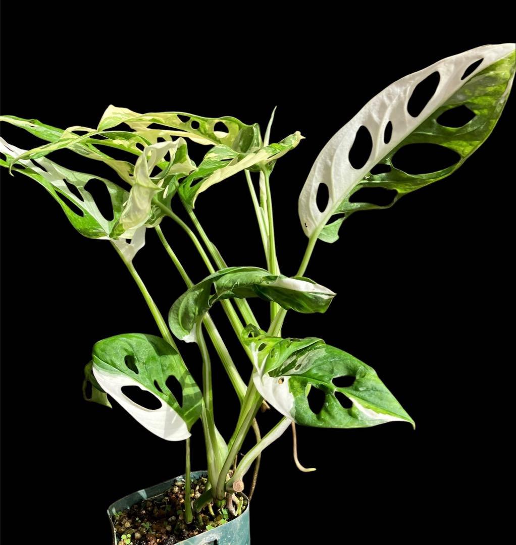 アダンソニー バリエガタ