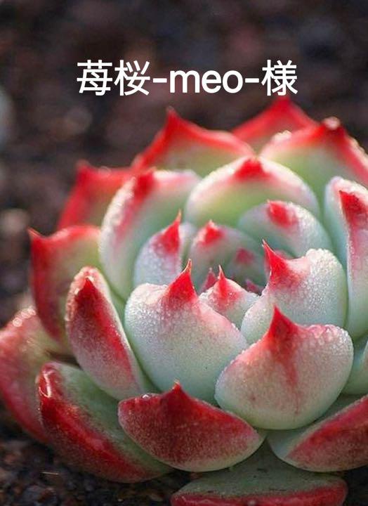 植物/観葉植物 苺桜-meo-様 超人気 さくらいちご様専用ページ Tシャツ/カットソー(七分/長袖)