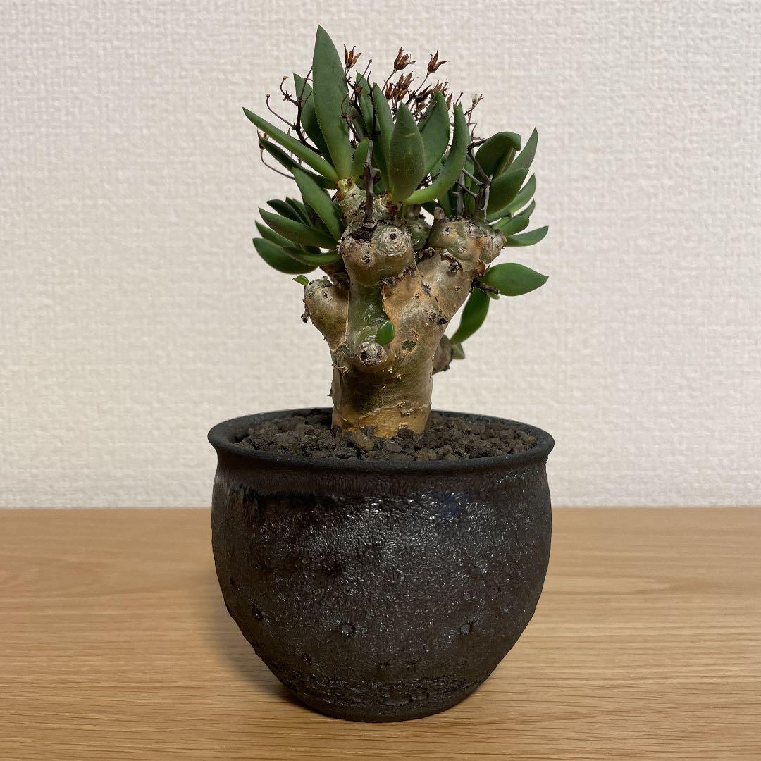 チレコドン　レティキュラータス　万物想　現地球　発根済　陶器鉢セット チレコドン レティキュラータス 万物想 現地球 発根済 良株 陶器