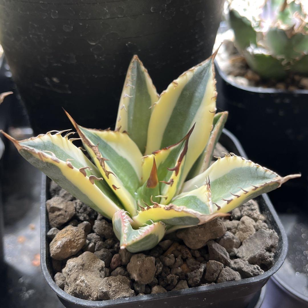 アガベ Agave スナグルトゥース チタノタ 斑入り 【メーカー再生品 ...