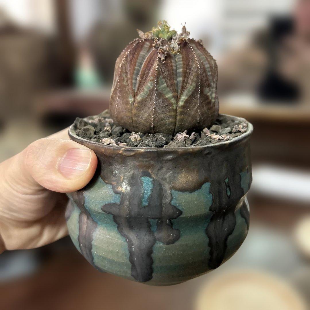 ユーフォルビア オベサ × soel 鉢やや傷や汚れあり YUZUMIYA_COM