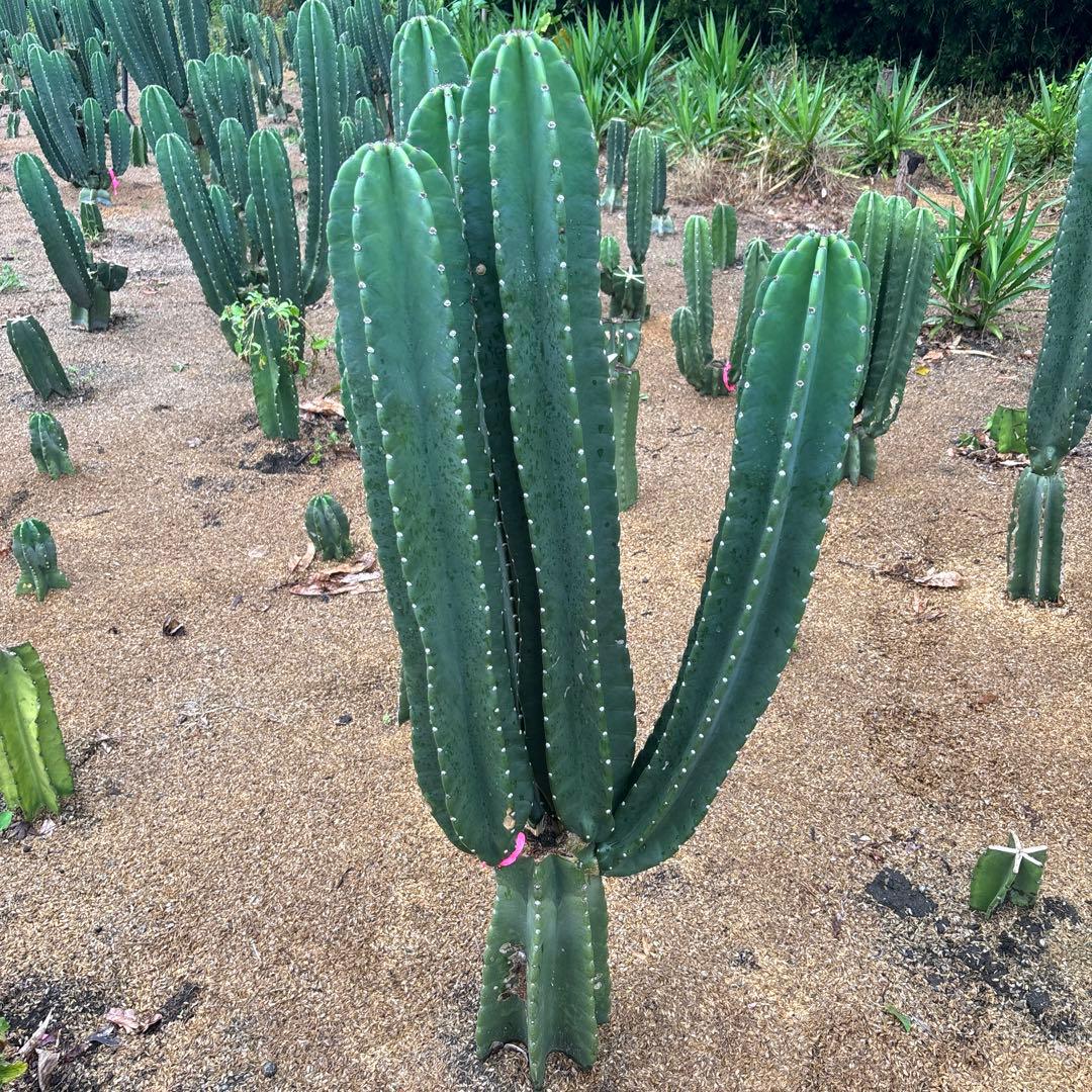 越冬済み　早い者勝ち　柱サボテン 鬼面角　13頭発根　ウチワサボテン　メキシコ 越冬済み 早い者勝ち 柱サボテン 鬼面角 13頭発根 ウチワ