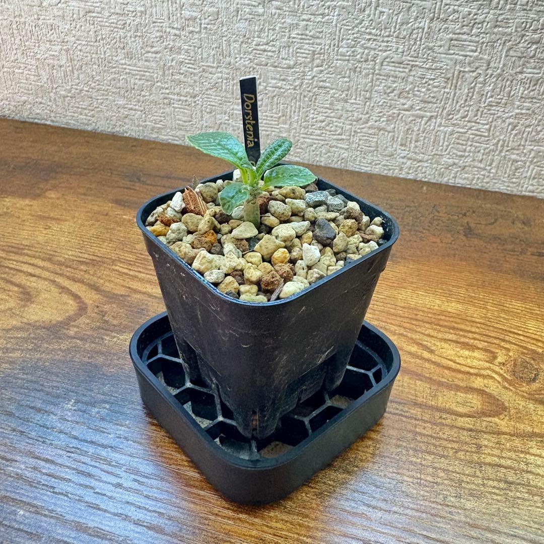 【国内実生】ドルステニア・ギガス ※鉢のまま発送 実生】ドルステニア・ギガス /鉢のまま発送 （【実生