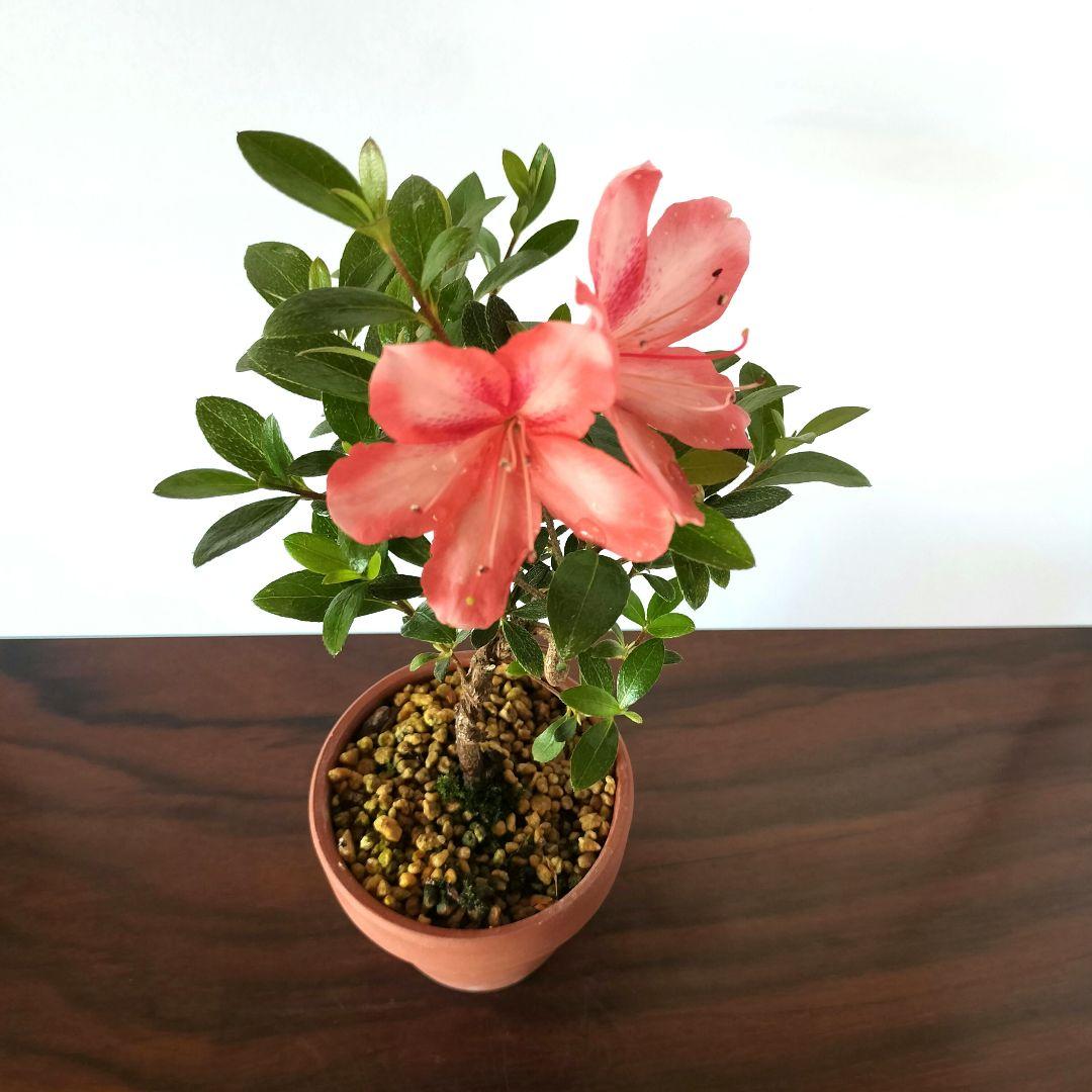 八咫の鏡 さつき サツキ 蕾 開花 小品盆栽 豆盆栽 ミニ盆栽 皐月