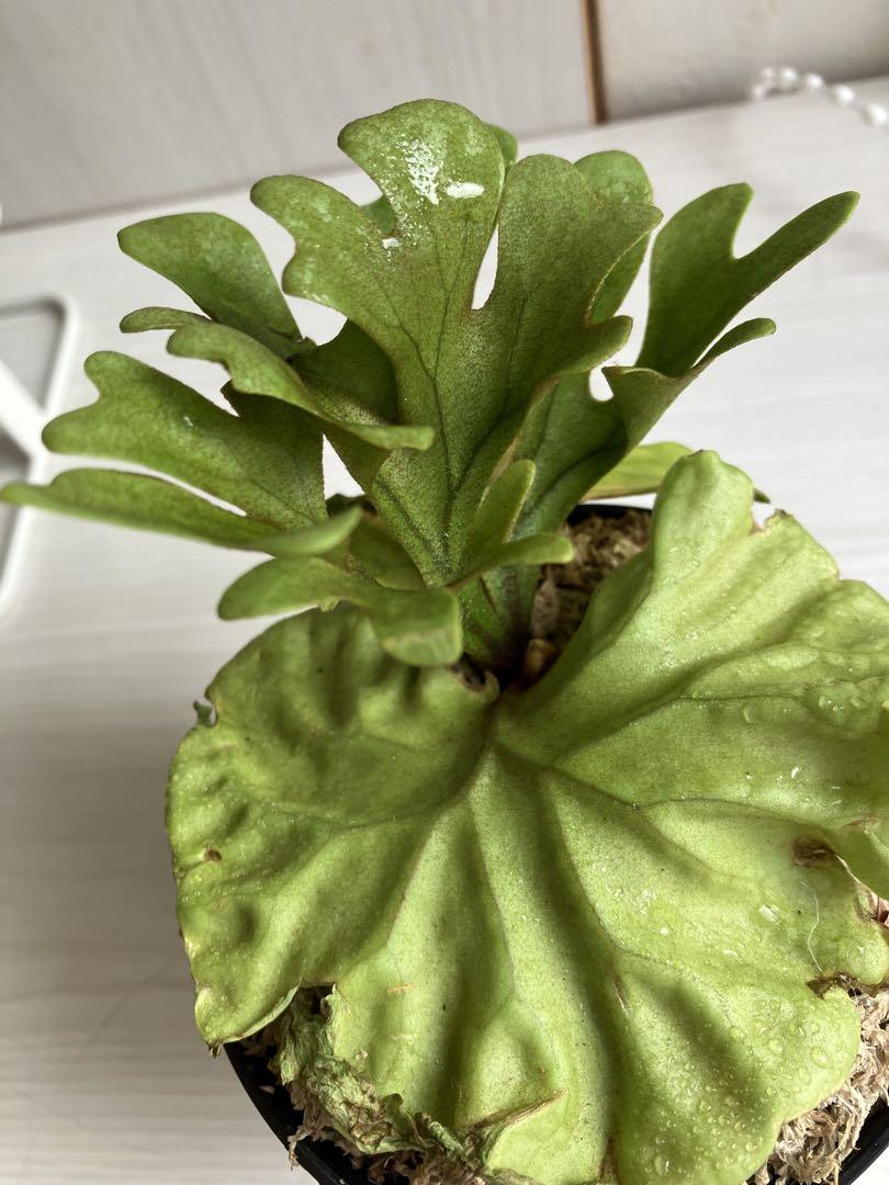 P. ridleyi Silvery Dwarf ビカクシダコウモリラン