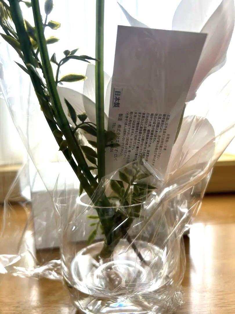 エミリオロバ　シンビジウム　新品