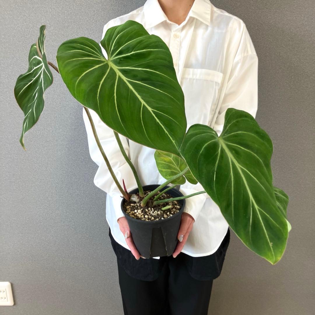 超希少❗️フィロデンドロン　グロリオーサム　ゼブラ✨