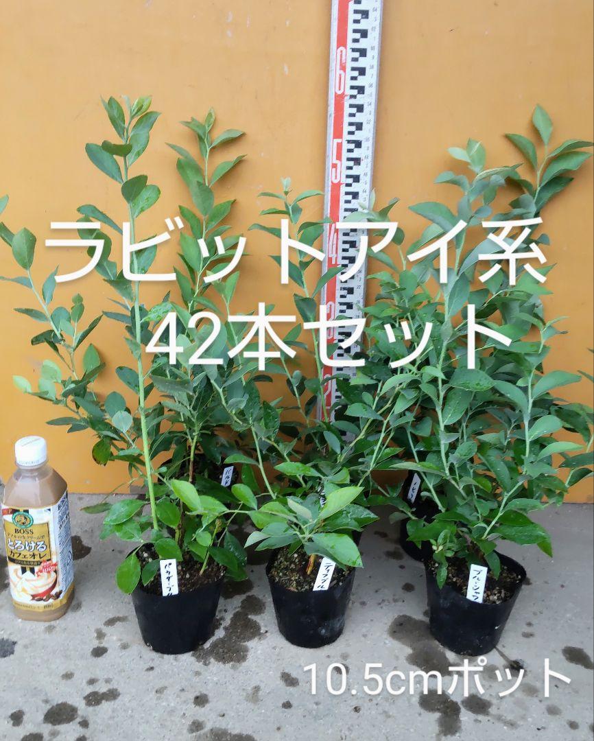 ブルーベリー苗 42本セット 6品種×7本