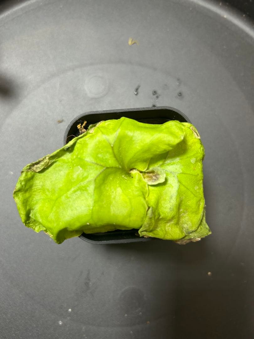 ＊こたつ様専用＊ビガクシダ3点