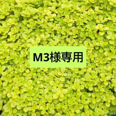 M3様専用です♪