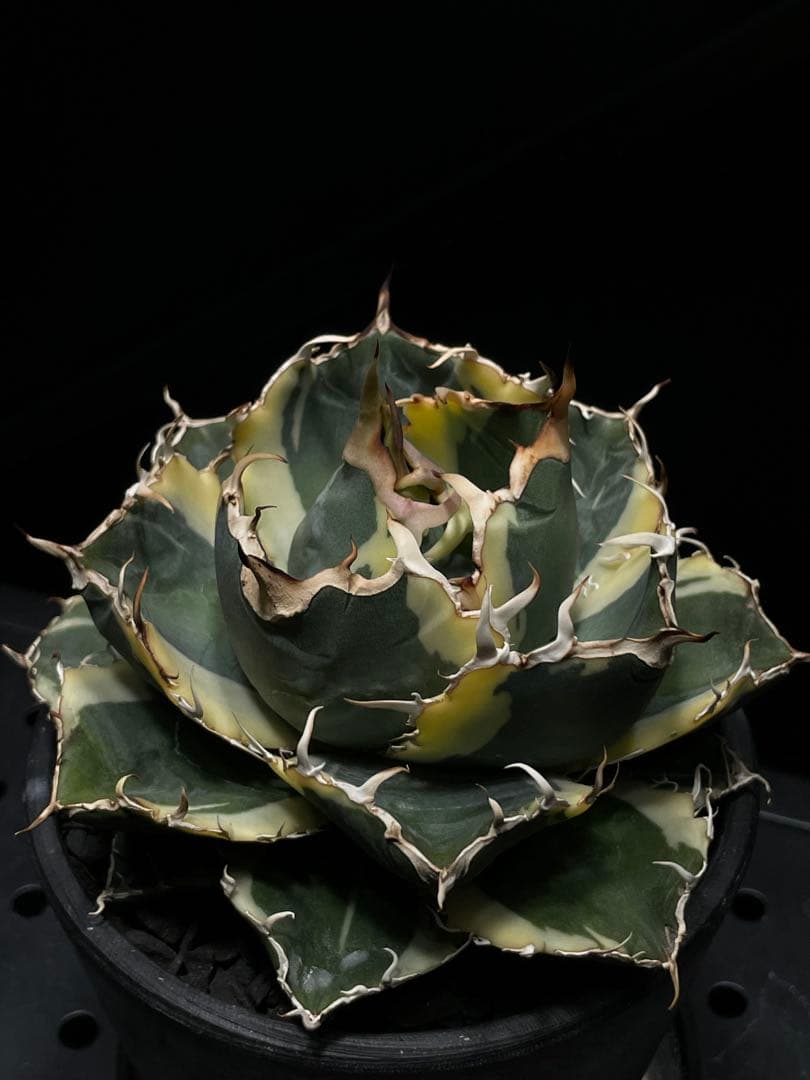 【中株】アガベ　チタノタ　白鯨錦　覆輪斑