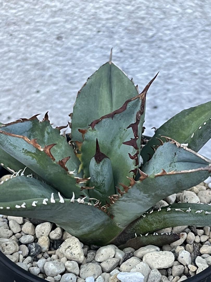 台湾ドラゴンアガベ産 アガベ チタノタ 清櫻 クイーンagave