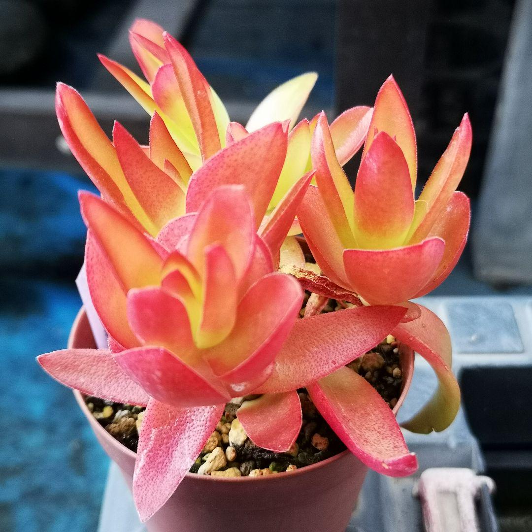 りんご火祭り 2カット苗 クラッスラ 多肉植物 - メルカリ