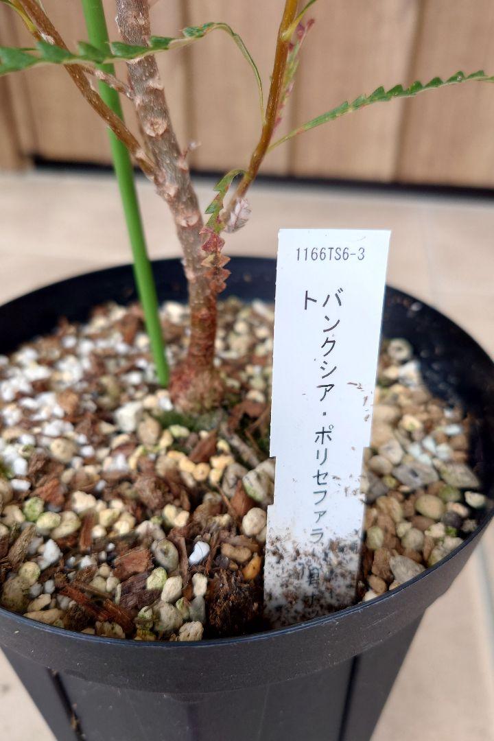 バンクシア ポリセファラ 5号(プロテア、グレビレア、リューカ バンクシア ポリセファラ 5号(プロテア、グレビレア、リューカ