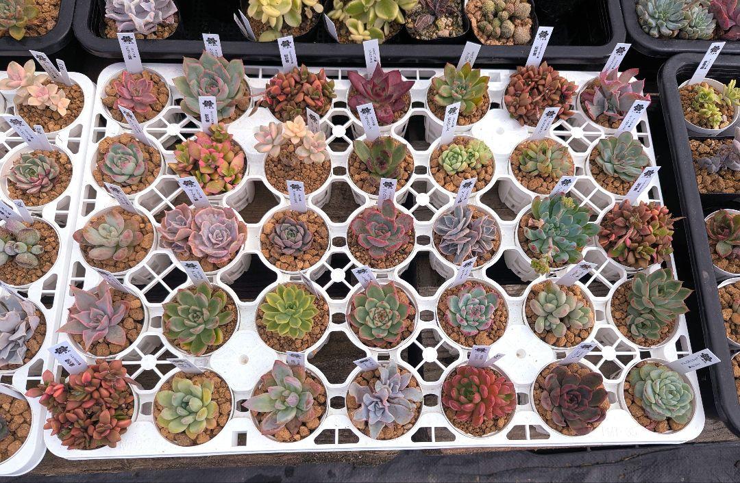 2.激安セール　抜き苗　35苗　多肉植物
