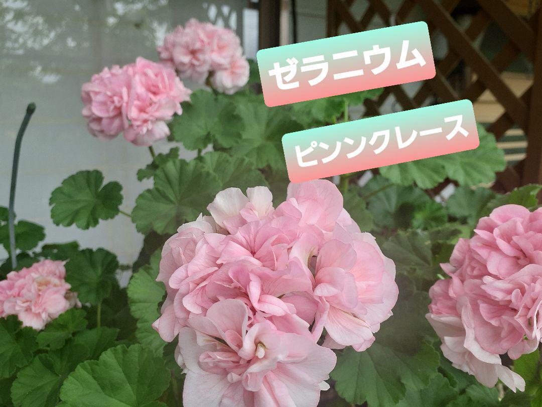 ゼラニウムピンクレースカット メルカリ