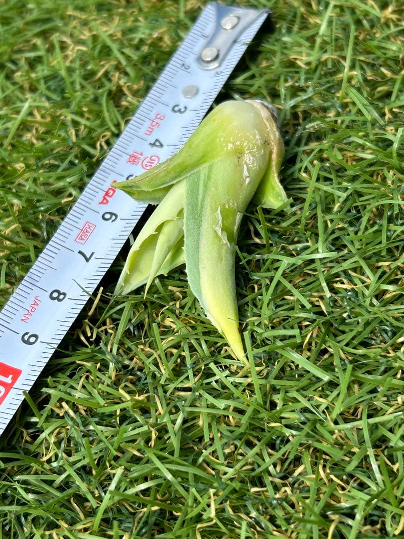 アガベ　オバティフォリア　アウェイニングエンジェル