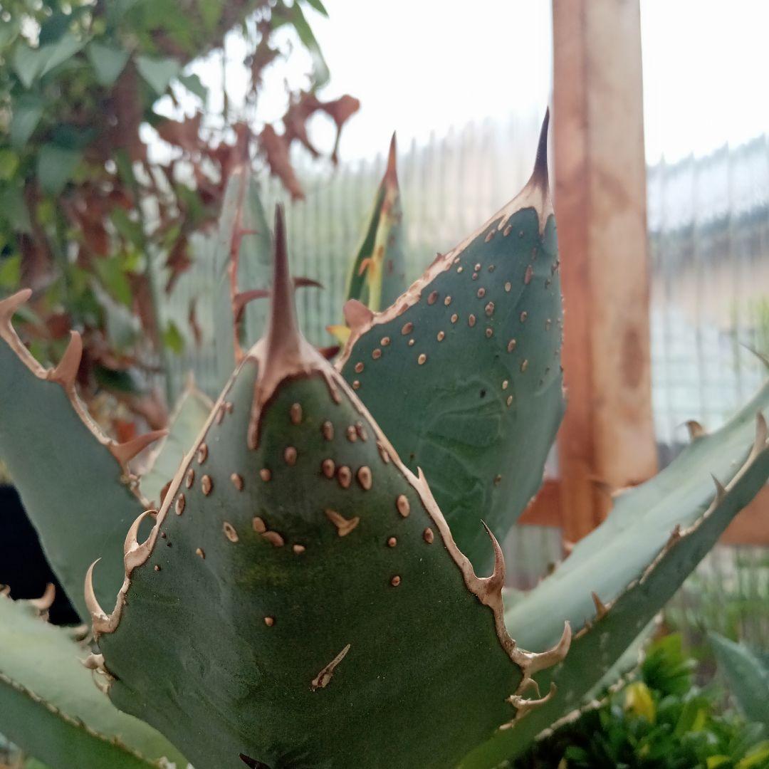 アガベ チタノタ FO−222 カキコ ② 抜き苗送料込み | gingerandzest