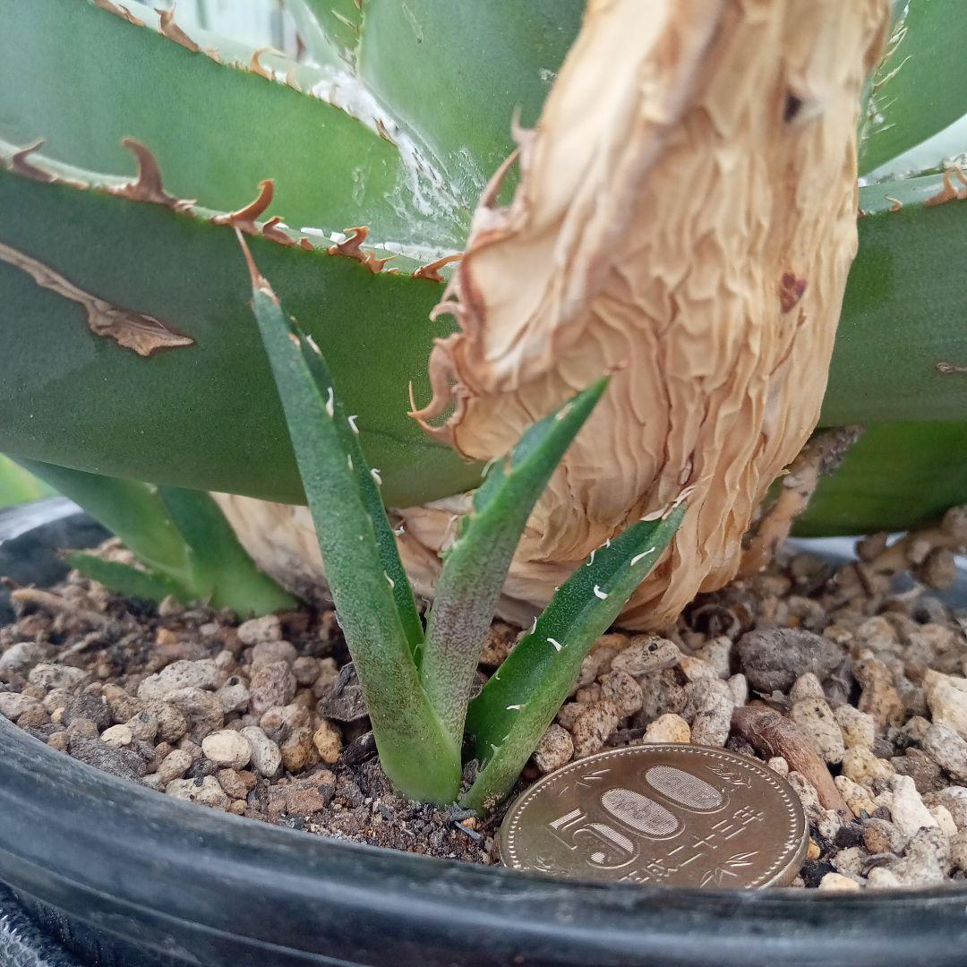 アガベ チタノタ FO−222 カキコ ② 抜き苗送料込み | gingerandzest