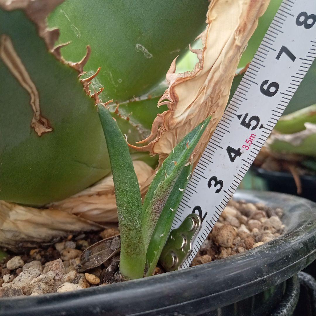 アガベ チタノタ FO−222 カキコ ② 抜き苗送料込み | gingerandzest